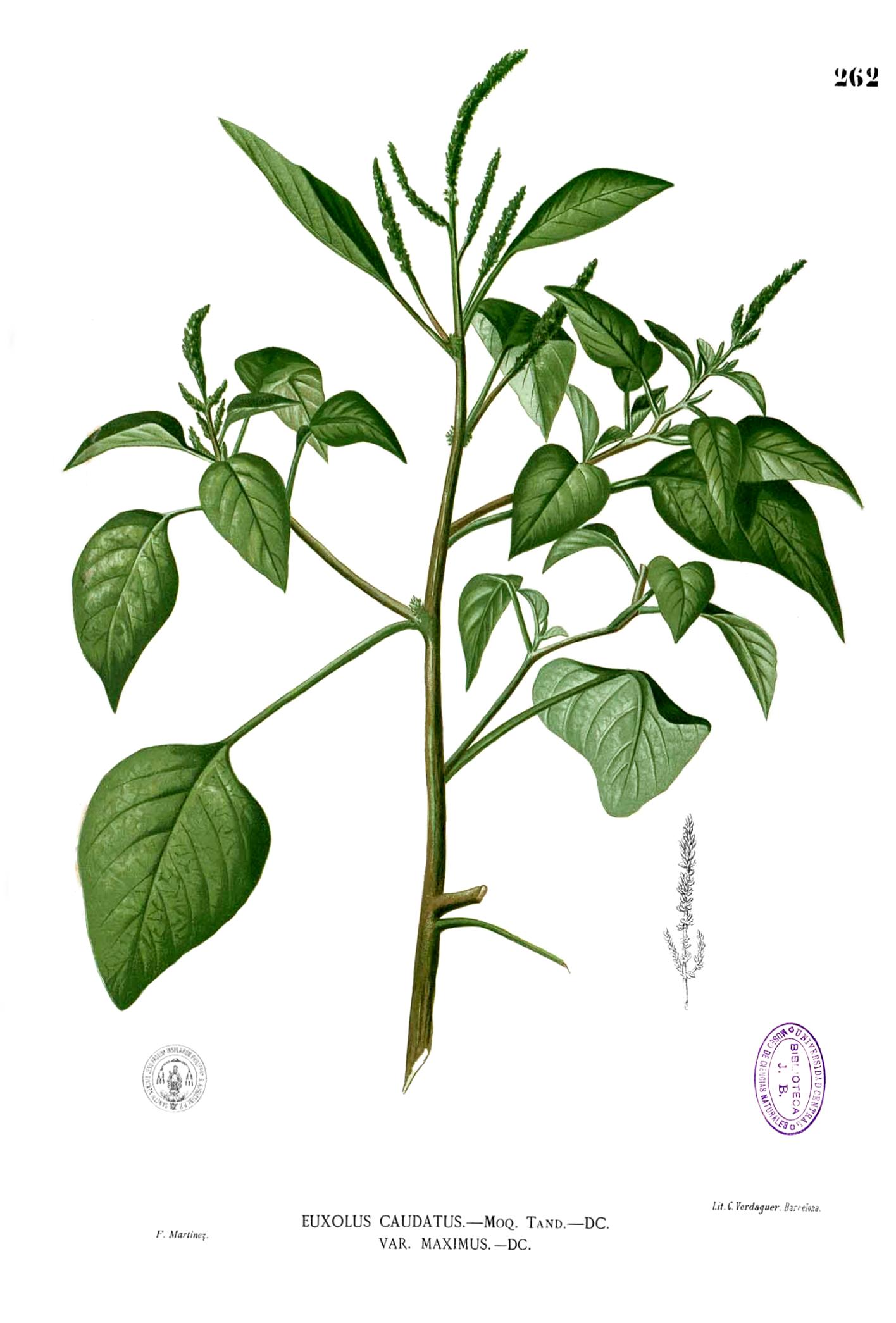 green amaranth